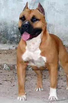 American Staffordshire Terrier