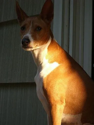 Basenji