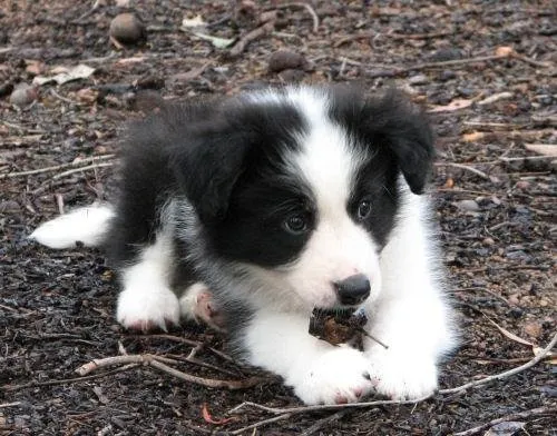 Border Collie