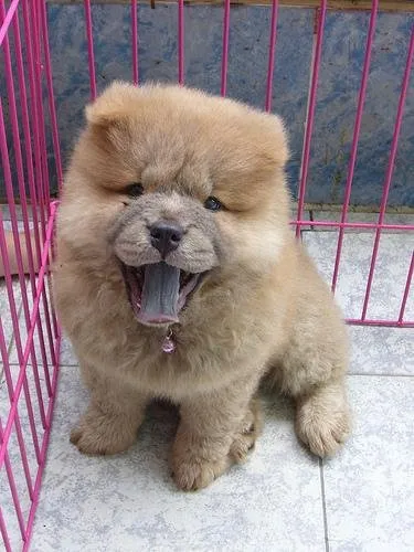 Chow Chow