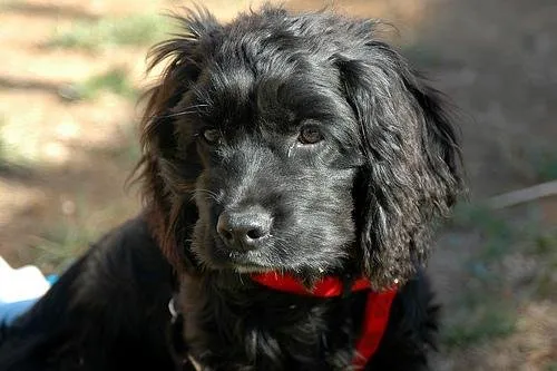 Cocker Spaniel Anglais