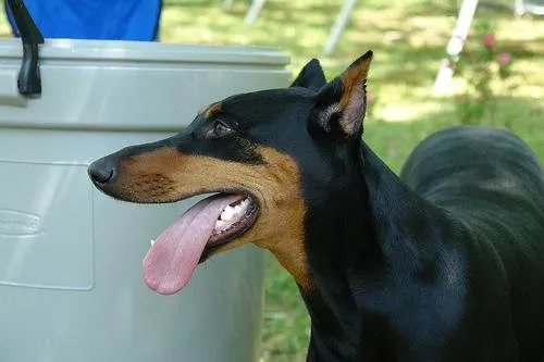 Dobermann