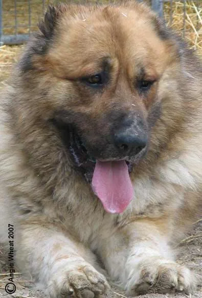 Dogue du Tibet (Mastiff)