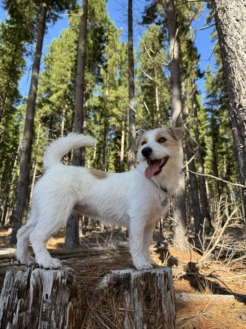 Jack Russell Terrier