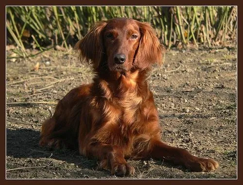 Setter Irlandais (Rouge)