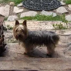 Staffordshire Bull Terrier